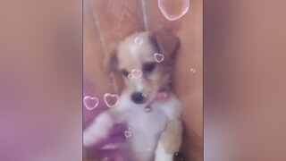 Phạt nặng 😂 yeucho yeuchomeo cún cúncon chó chómèo chócon chó_cưng chókhôn yeuchomeo cưng chócute pet dog dogsoftiktok doggo