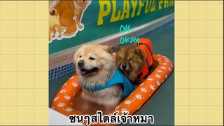 เพื่อนตัวน้อย สัตว์เลี้ยงแสนซน : ซนๆไตล์เจ้าหมา