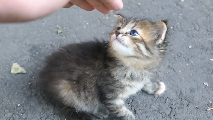 [Pecinta Kucing] Bawa pulang kucing jalanan (Awalnya super galak)