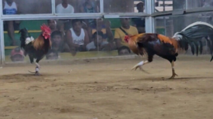 HIWAGA NG SABONG‼️ BeerDugo⁷⁶ Warriors (walang magawa ng galing ng manok pag  hindi ukol sa Swerte)