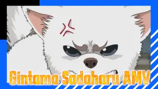 [Gintama] Sadaharu Gets Serious?