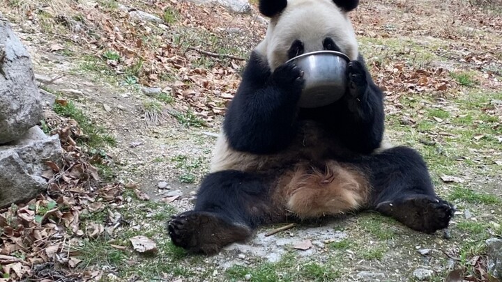 【Panda】This Is How a Panda Drinks Milk