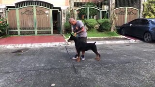 Training doberman Carrie