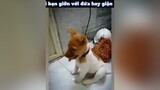 trong đám bạn chắc chắn sẽ có 1 đứa như vậy tag nó vào đây =)) chó dog chó_cưng chócon