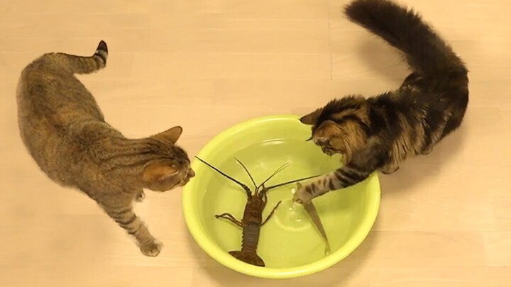 Funny Dog And Cat 😍😻😍 Funniest Animals #24 - Bilibili Funny Dog And Cat 😍😻😍 Funniest Animals #24 - Bilibili
