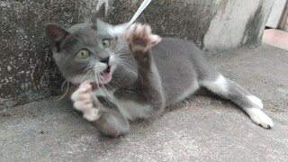 [Animals]A pet cat with enthusiasm of catching mouse