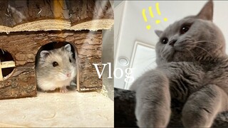 「SEOA」 동물편. 🐹🐰🐱 새로운 가족. 동물들과 나의 일상. 그리고 장비병 & 언박싱 💸ㅣVLOG