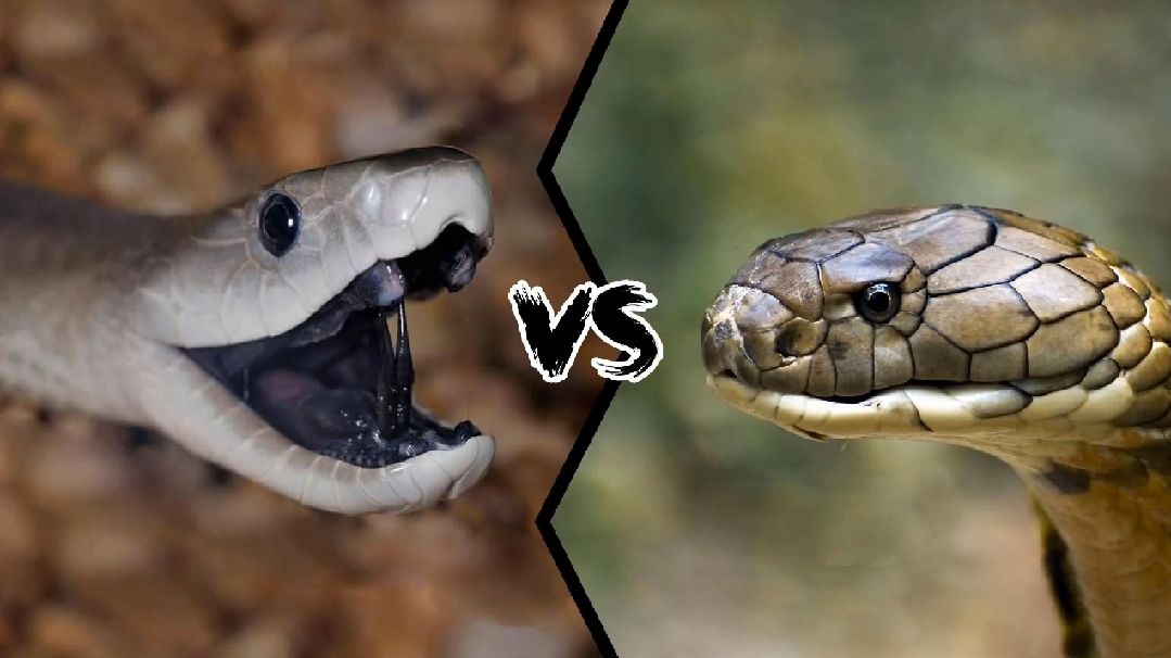 Black Mamba Snake Vs King Cobra