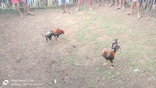 bulik bumabalik