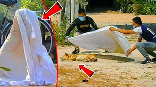 Blanket vs Prank Sleep Dog Very Funny - Must Watch Funny Comedy Video Prank Dog Challenge 2021