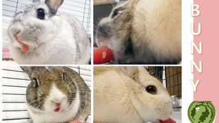 TIMOTHY bunnies and SWEET watermelon