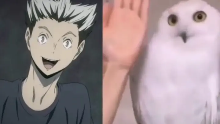 Anime|Haikyu! ! Funny version|It is just like an owl!
