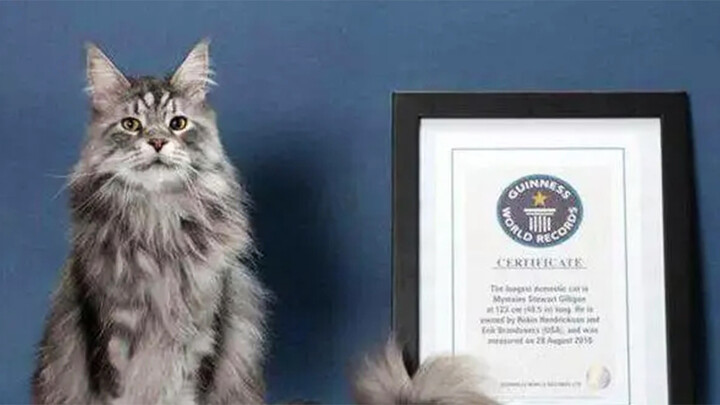 World-Record-Breaking Cats