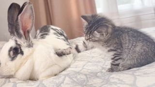 Baby Kitten wants to be friends with the Rabbit