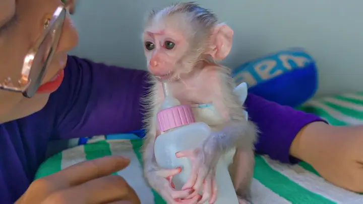 Milk Is Better Life!! Tiny cutest Luca sits very manner holding a milk bottle listens to Mom talking
