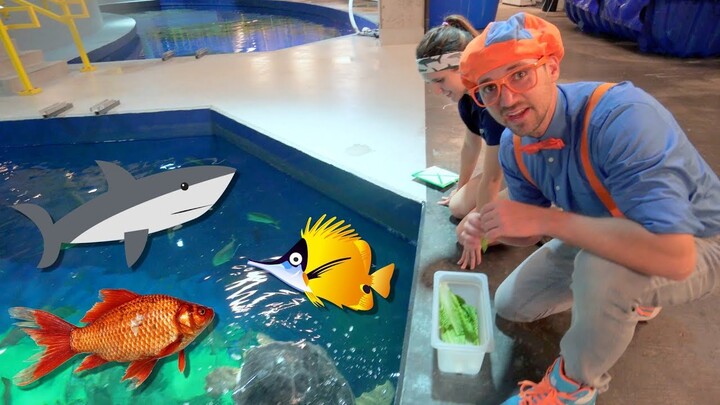 Blippi Visits The Aquarium | Educational Fish and Animals for Kids and Toddlers