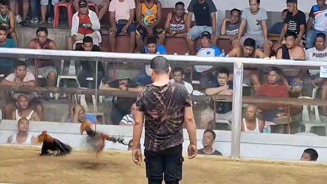 Sweater stag win in Aguilar Bros.5 Stag Invitational Derby 11/9/24 @ Ipao Sports Complex., Calbayog