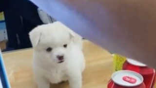 The boss of the supermarket picked up a little puppy and put it at the checkout counter every day as