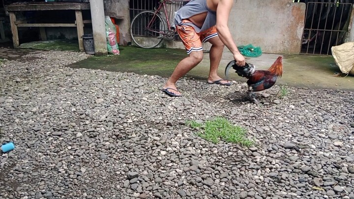 spar (red stag vs grey cock)try kung pwedi naba.
