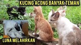 Kucing Acong Saat Pertama Di Basecamp Cats Lovers Tv  Nangis Terus Dan Kucing Luna Melahirkan..!