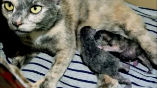 Newborn kittens nusuring sweetly