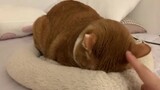 Apa yang terjadi jika menyentuh kepala kucing yang sedang tidur?