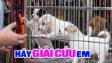 Chợ Chó Mèo lớn nhất Sài Gòn: Nơi Thú Cưng rất cần giải cứu!