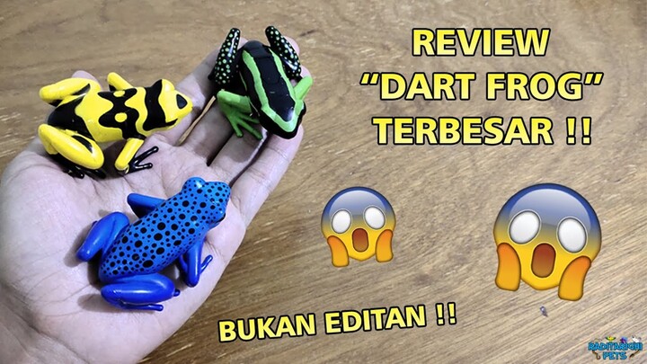 Review 4D Master Puzzle Poison Dart Frog (Frogs Collection), Mirip Banget Sama Aslinya !!