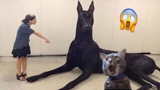 Try Not To Laugh Dogs And Cats - Video Of The FUNNIEST ANIMALS On Earth 🐧 #Ever2