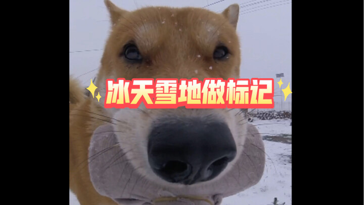 冰天雪地果体做标记