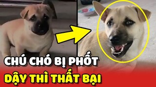 Cô gái BÓC PHỐT cửa hàng vì chó trưởng thành khác lúc còn bé 😂 | Yêu Lu