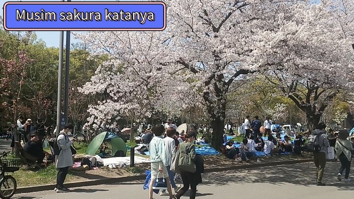 MUSIM SAKURA DI JEPANG, PADALESEHAN