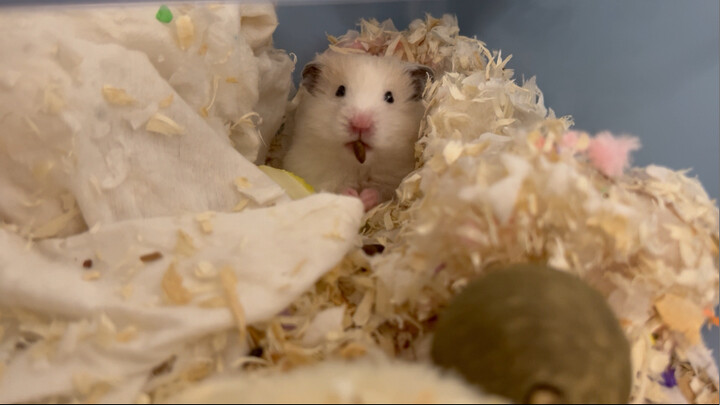 Binatang|Menggoda Hamster dengan Tongkat untuk Menggertakkan Gigi