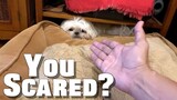 My Dog is Scared of Thunder | Cute & Funny Shih Tzu Dog Video