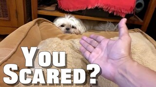 My Dog is Scared of Thunder | Cute & Funny Shih Tzu Dog Video