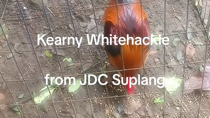 Kearny Whitehackle for JDC