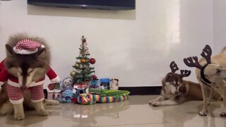 SANTA-DOGGO AND HIS REIN-DOGS 🐶 🎄 ❤️