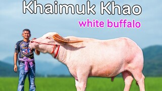 Chao Khaimuk Khao The great white buffalo in thailand