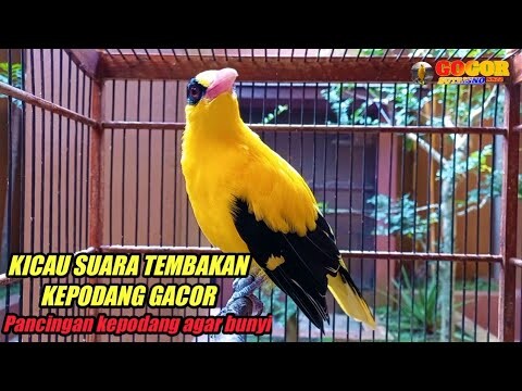 KICAU SUARA TEMBAKAN kepodang emas gacor MENJADIKAN dan MEMANCING burung podang gacor NYAUT SEKETIKA