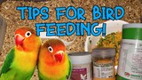 Tips for Bird Feeding: African Lovebirds, Cockatiel, Green Cheeked Conure