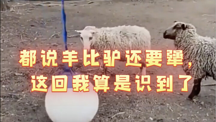 都说羊比驴还要犟，这回我算是识到了