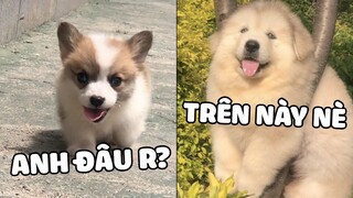 Những chiếc NGÁO không để đâu cho hết 🤣. | Pets TV