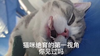 任何骚猫，终将绳之以法