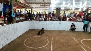 San Vicente Ferrer 3COCK DERBY April 3, 2024 ( Co-Champion)