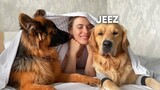 My Dogs Best Reactions | Funny Dog Videos - Part 2