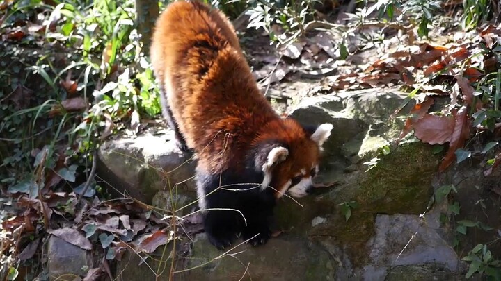 The rarely heard sound of Red Panda