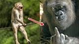 Some Funny Animals To Help Your Day Not Be Boring