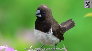 Lovely JAVAN MUNIA Closeup, Singapore