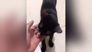 Trả lời   Ở đây nhé bạn.mèo meow meocute Nguyenhoanghaidang catvideo meonhocnho cat meohoang lovepet catsoftiktok