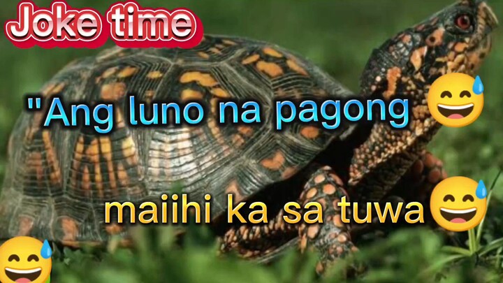 Ang lono na pagong🐢